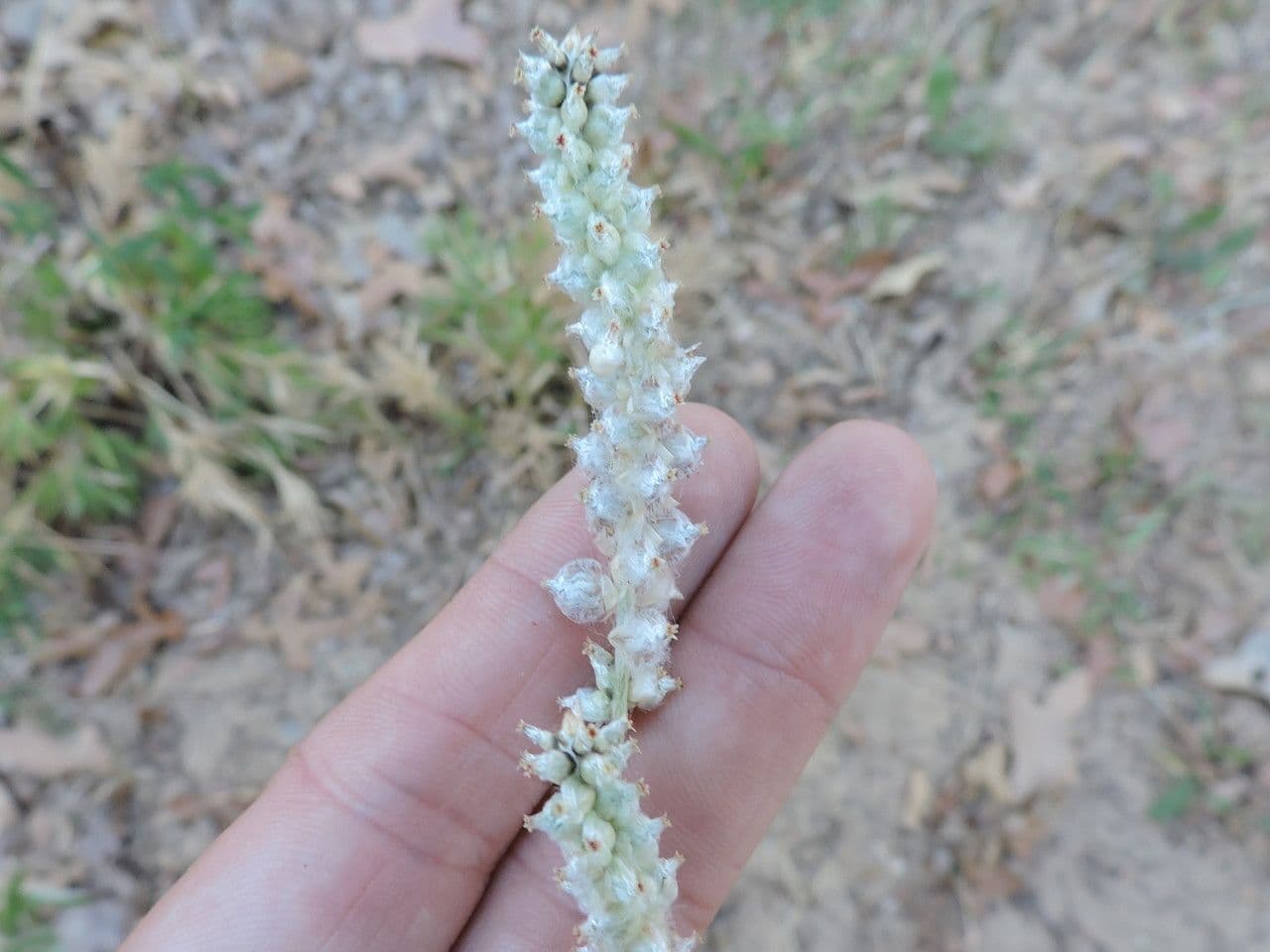 Froelichia gracilis 6