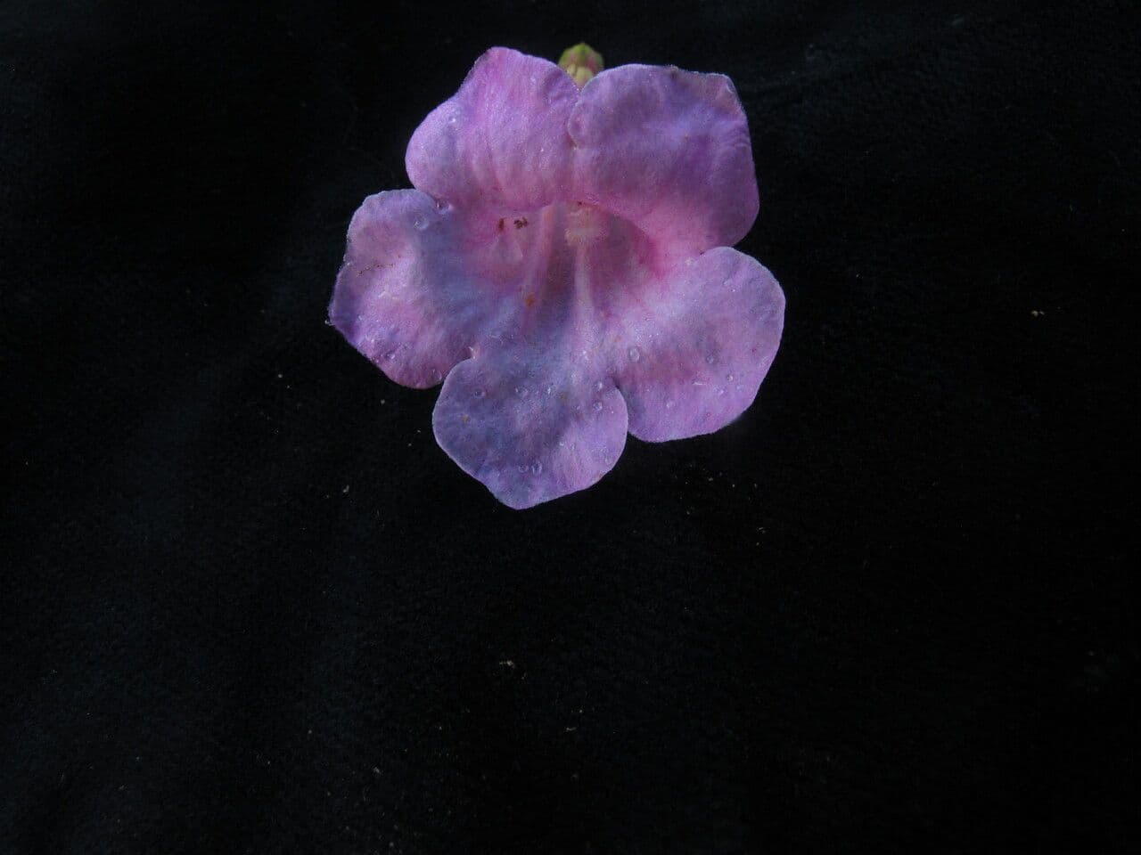 Incarvillea