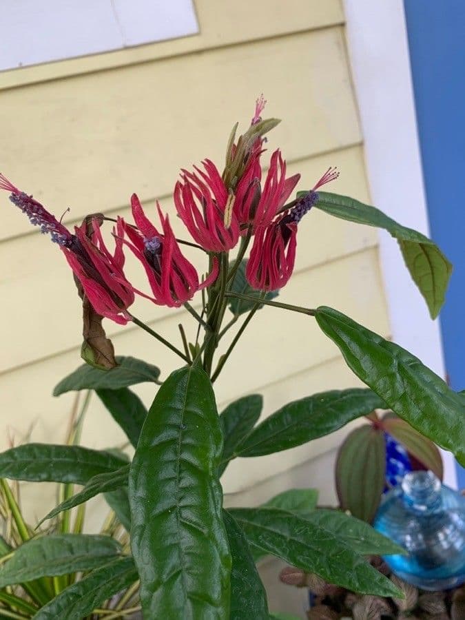 Pavonia 4