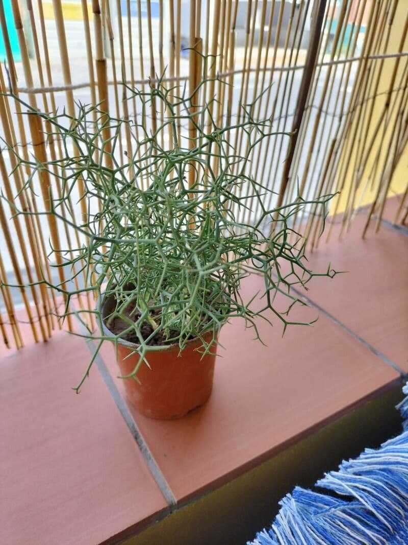 Launaea arborea 25