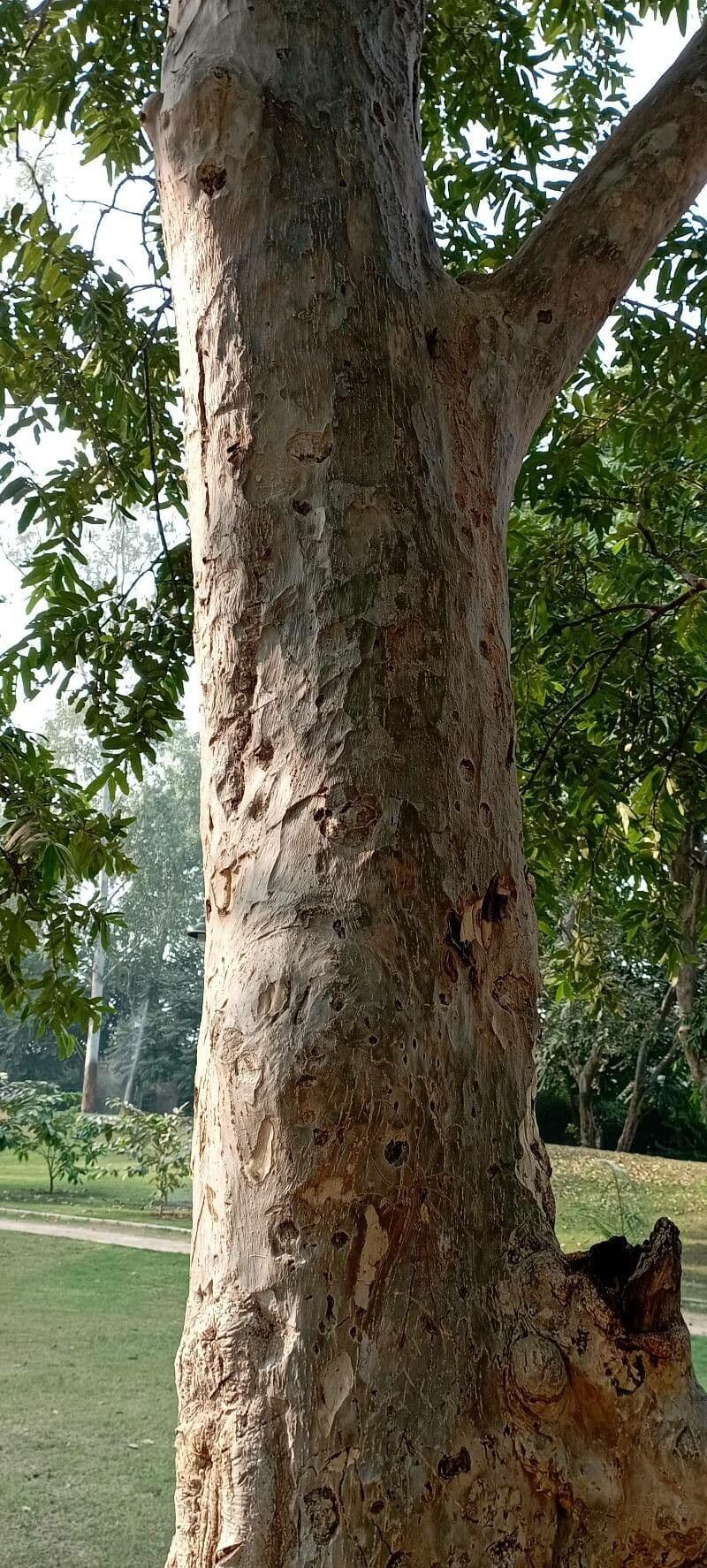 Terminalia arjuna 23