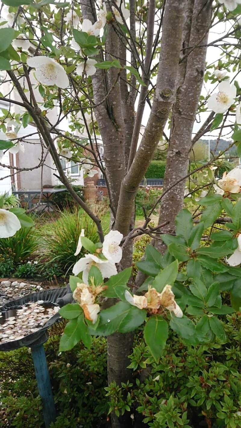 Eucryphia 13