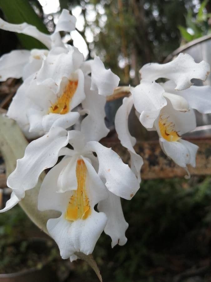 Coelogyne 5