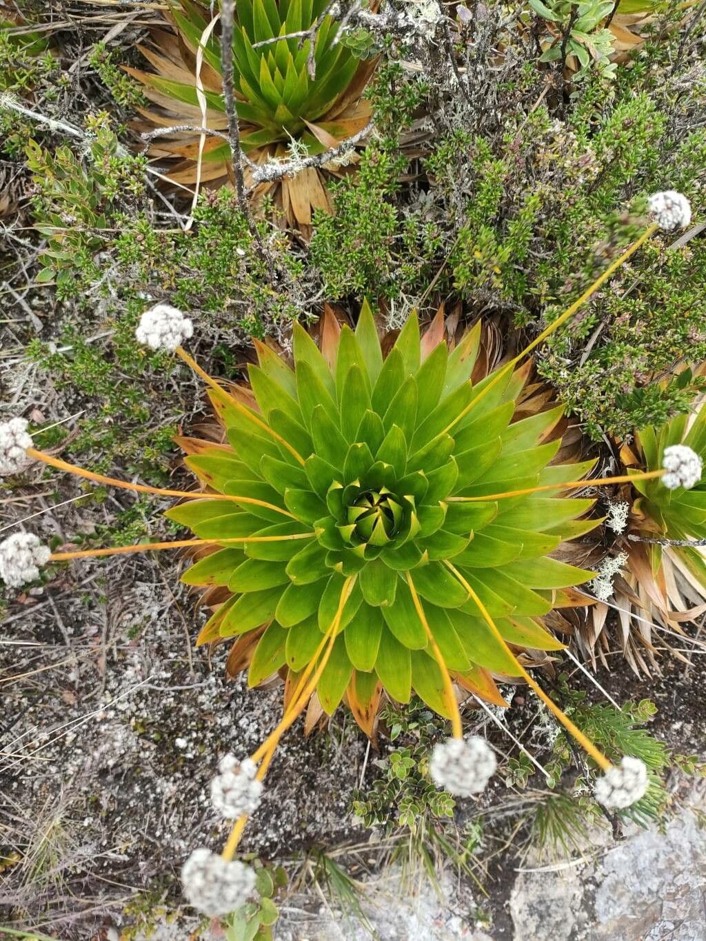 Paepalanthus 8
