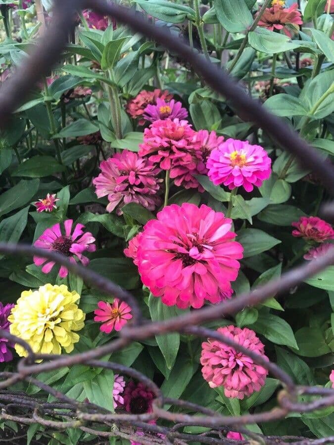 Zinnia di Haage 2