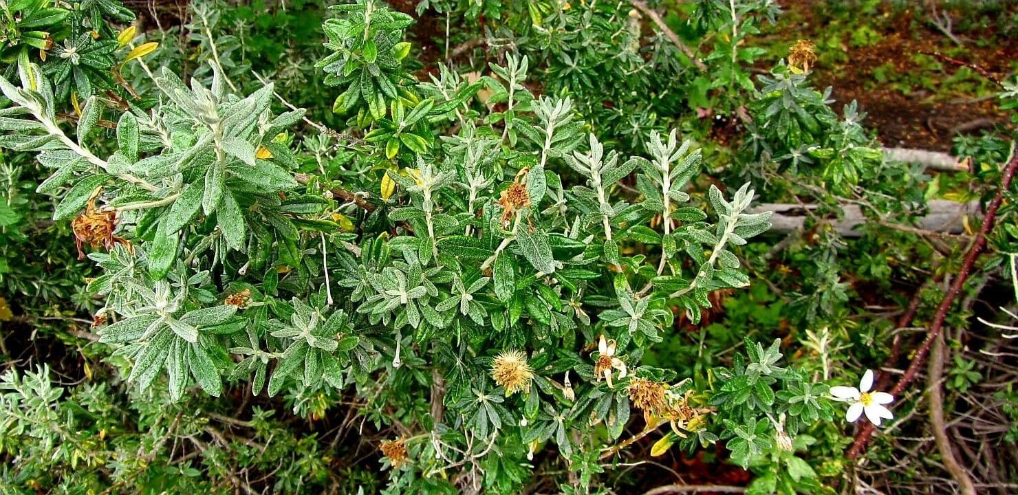 Chiliotrichum 11