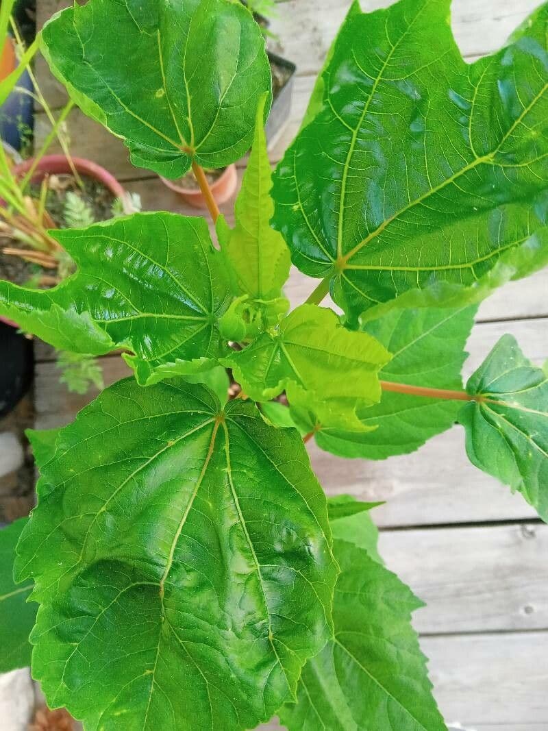 Hibiscus grandiflorus 11