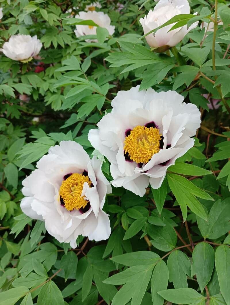 Peonia 6