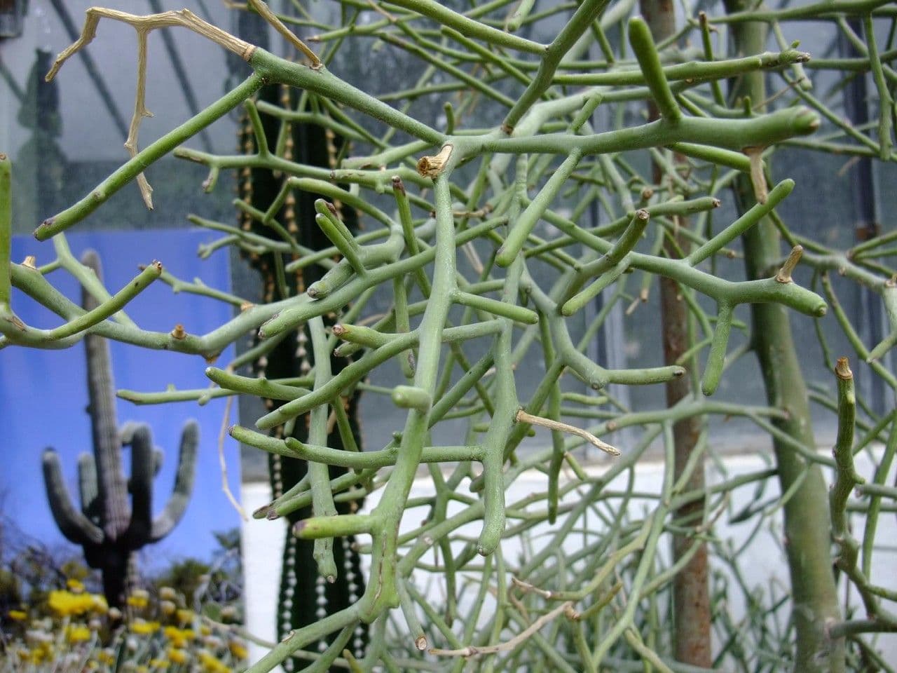 Euphorbia antisyphilitica 4