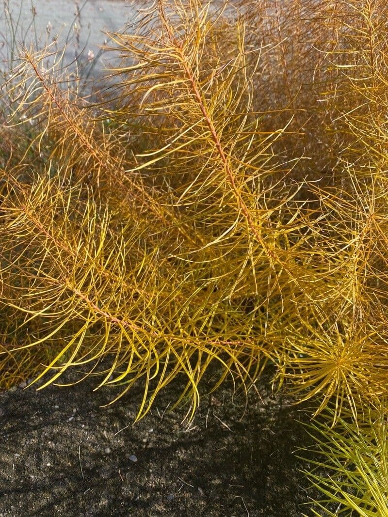 Amsonia 12
