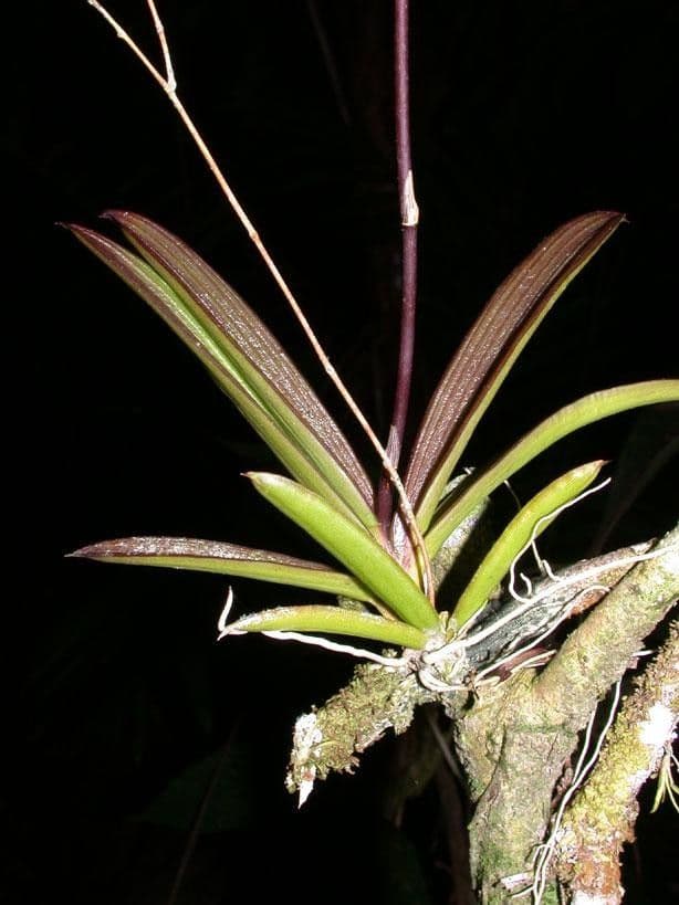 Ionopsis 19