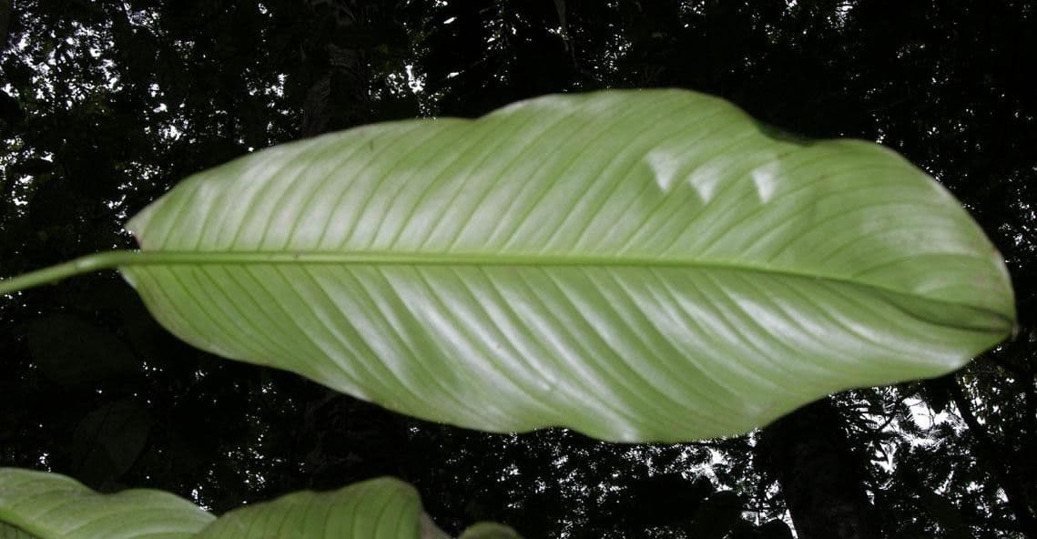 Rhodospatha 2