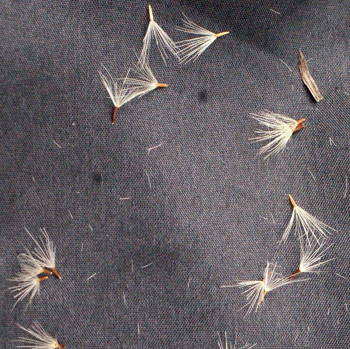 Staticeblättrige Tolpis 2