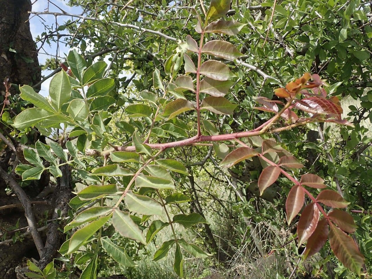 Marula 22