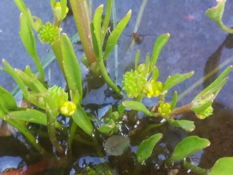 Renoncule d'eau 7