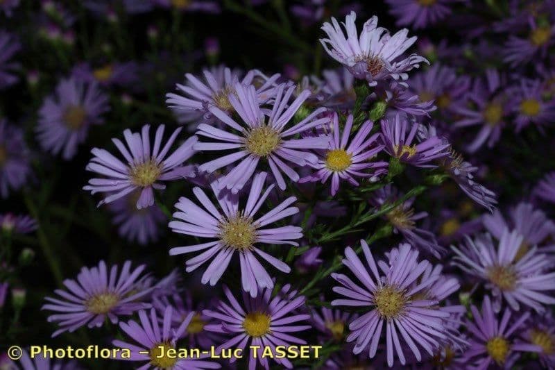 Heide-Herbst-Aster 19