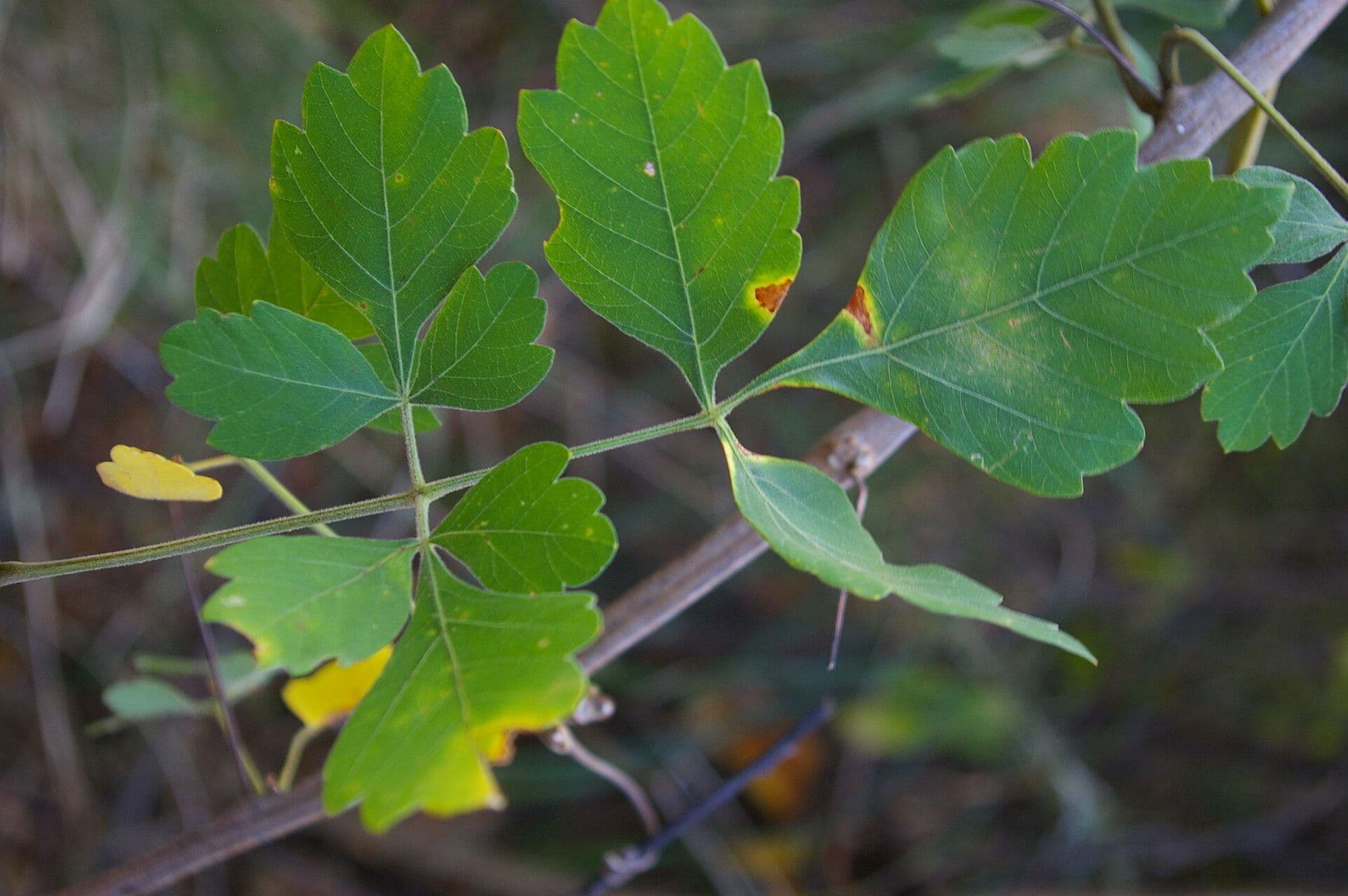Serjania 5