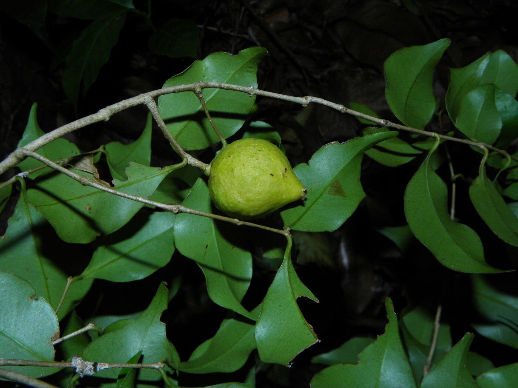 Eugenia costaricensis 2