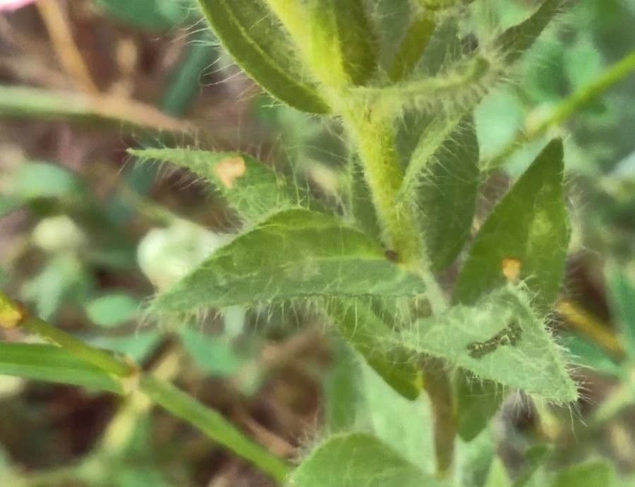 Flachs 7