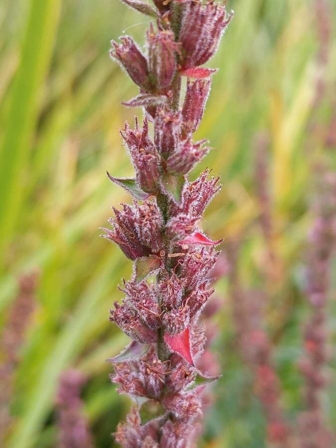 Salcerella comune 5