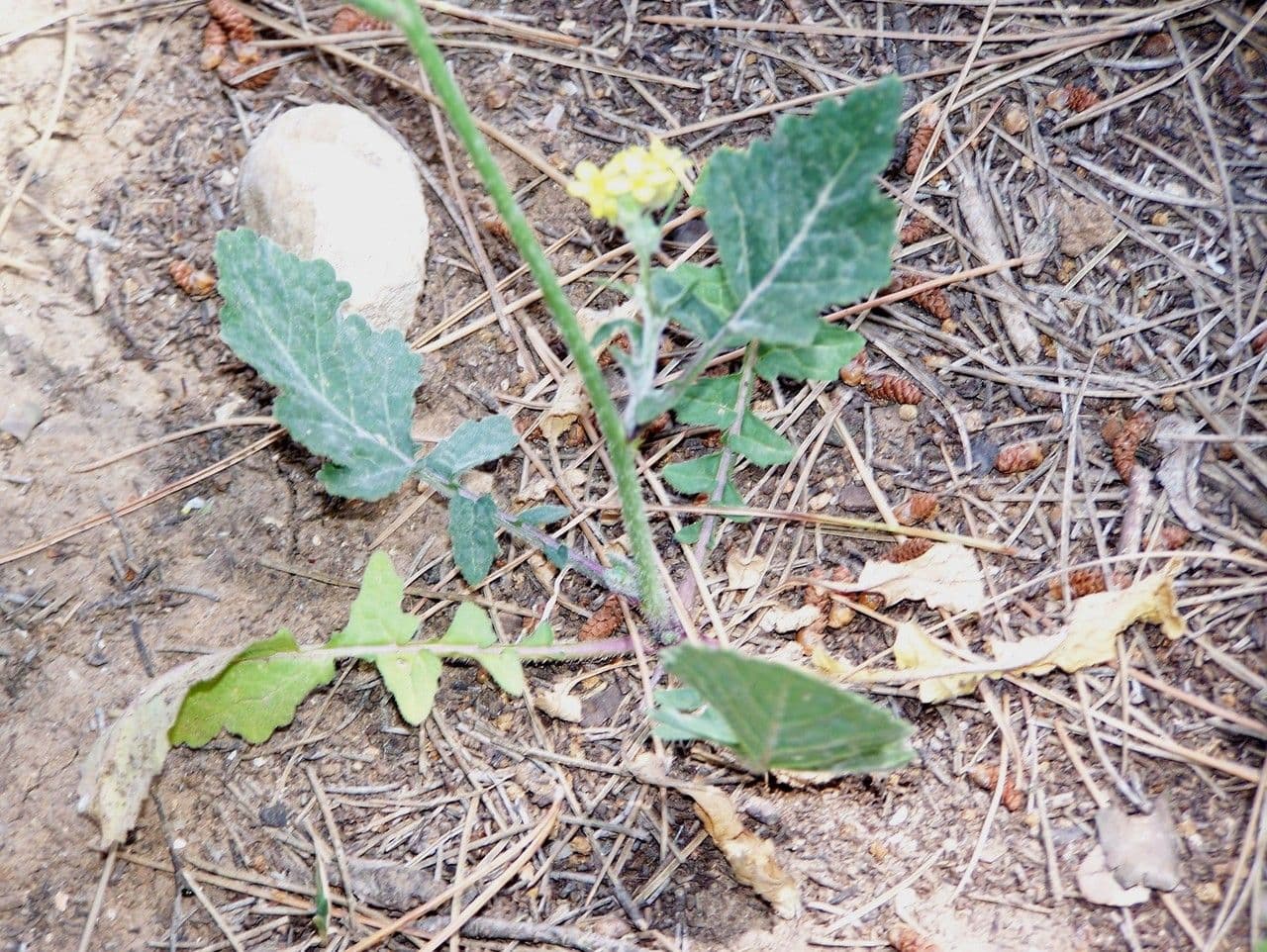 Senape ruca 7