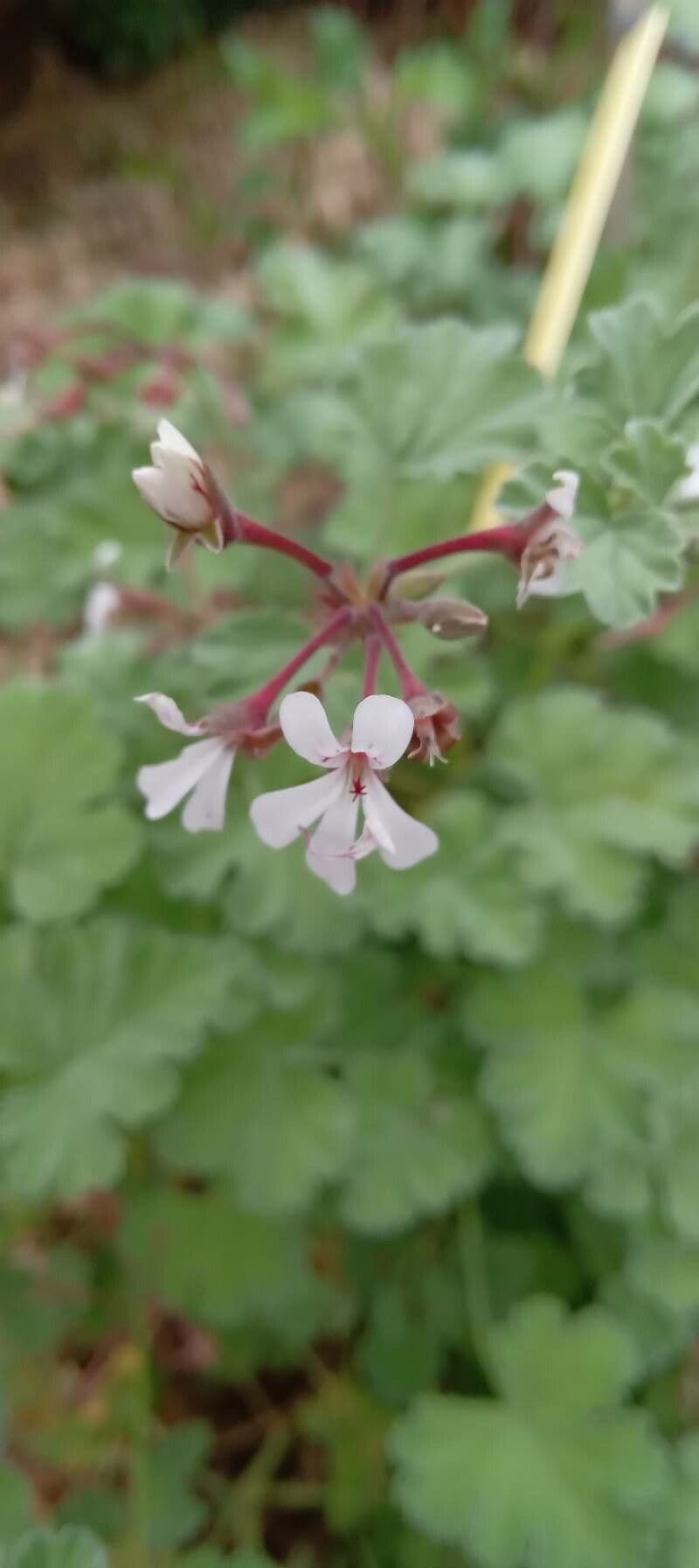 Geranium