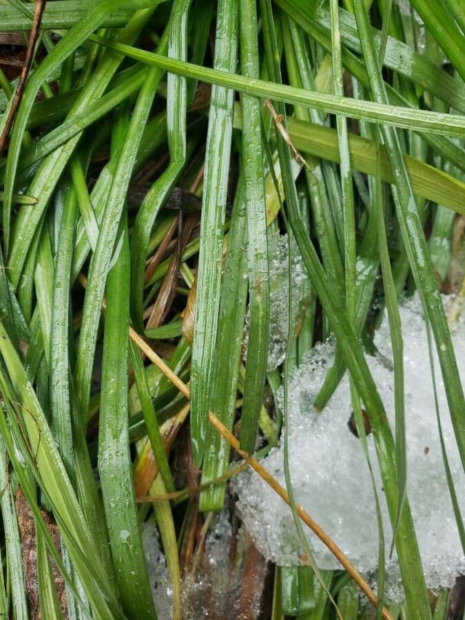 Liriope spicata 10