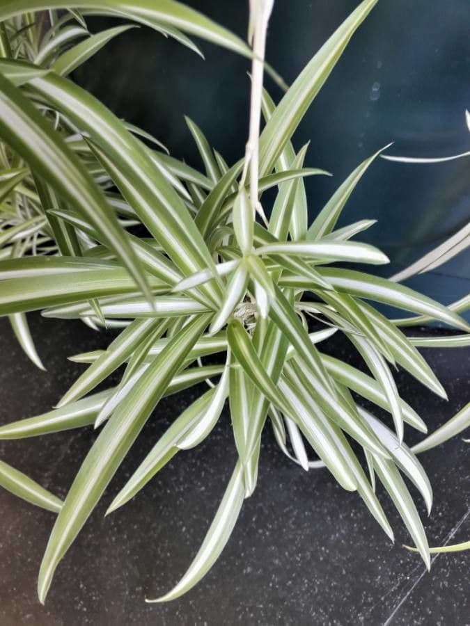 Chlorophytum 15