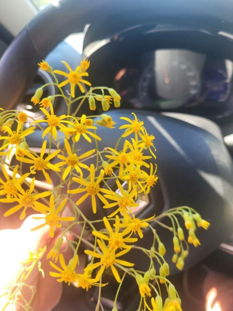 Senecio brasiliano