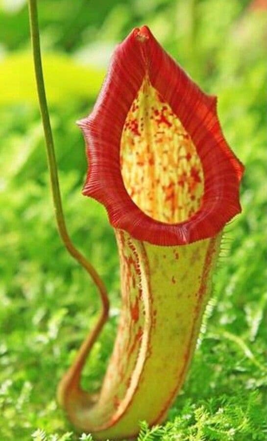 Pianta brocca mirabile 10