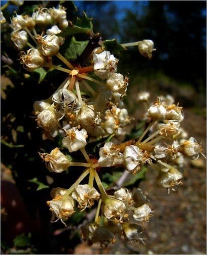 Ceanothus 2