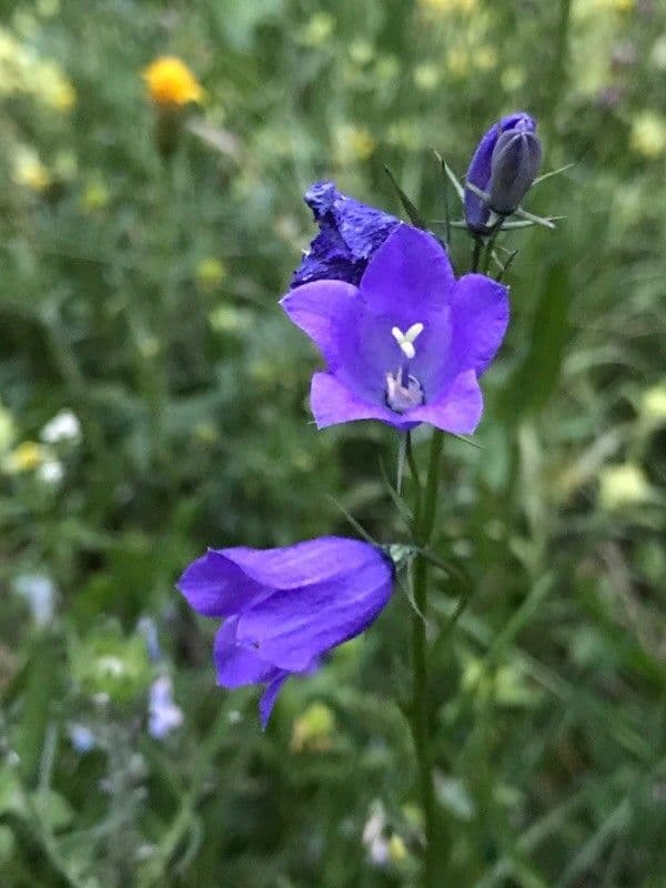 Campanula di Scheuchzer 7