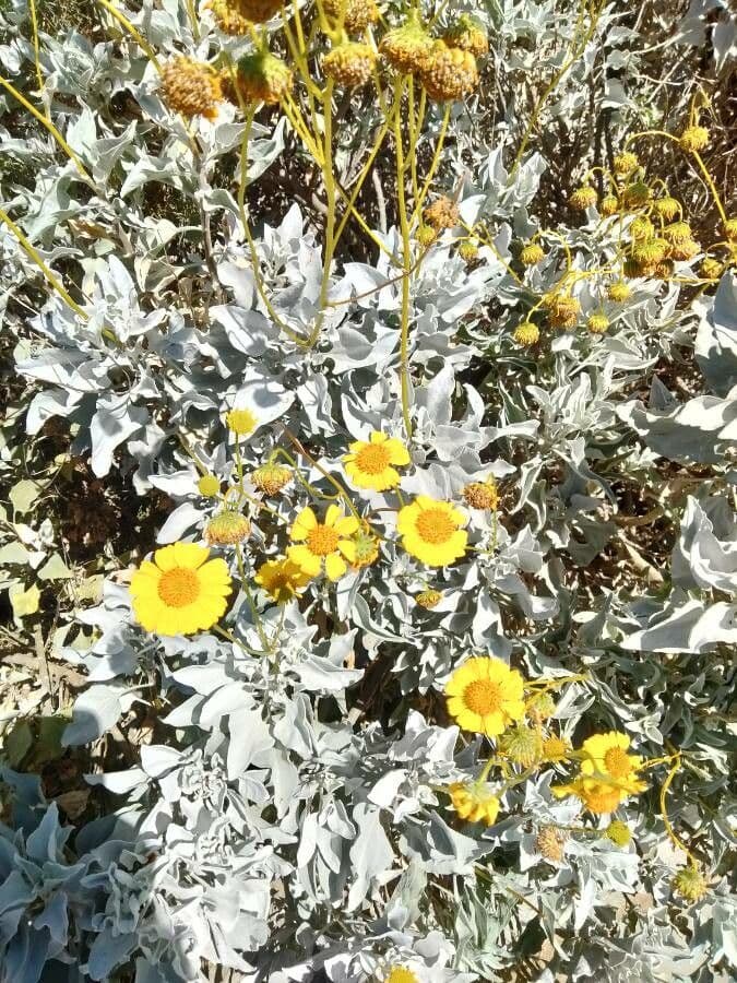 Encelia 2
