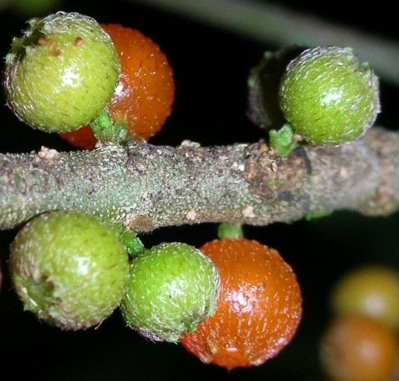 Henriettea tuberculosa 2