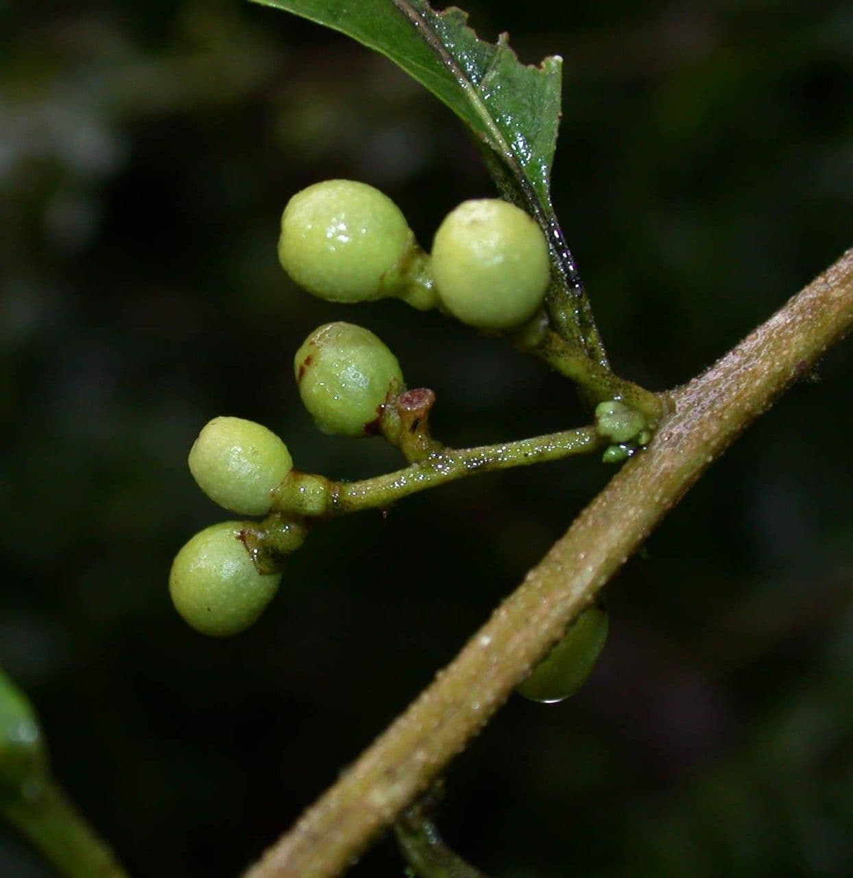 Cestrum 2