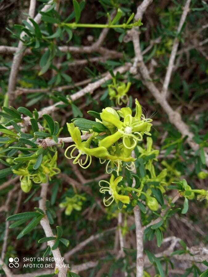 Periploca laevigata 10