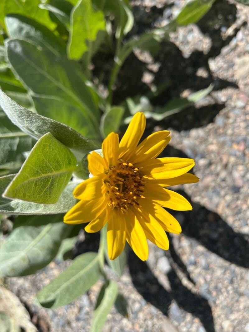 Wyethia helenioides 6