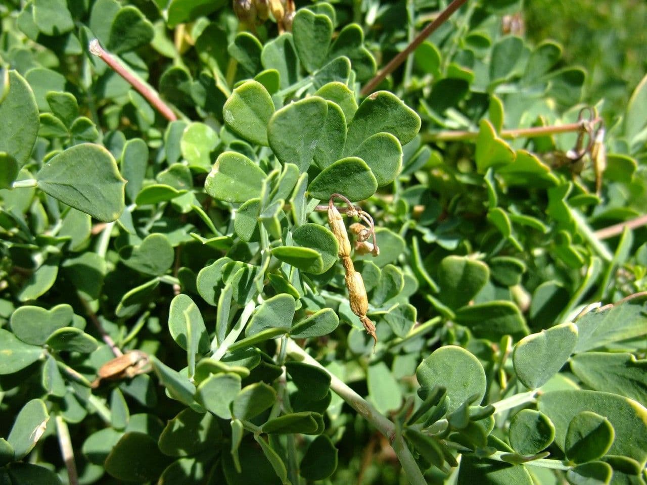 Coronilla coronata 15