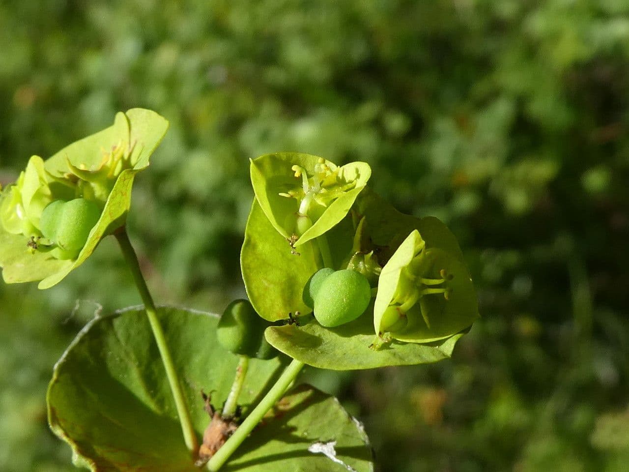 Euphorbe des bois 23