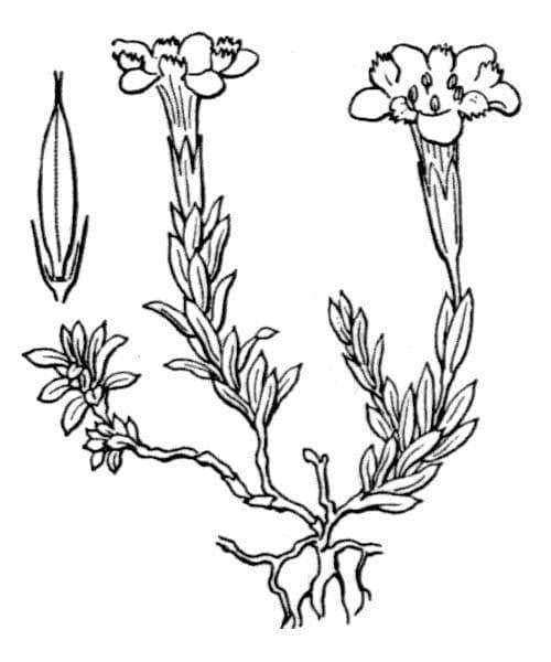 Goryczka 19