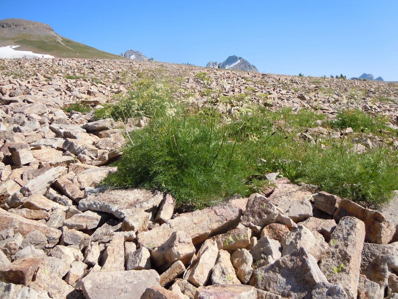 Ligusticum 7