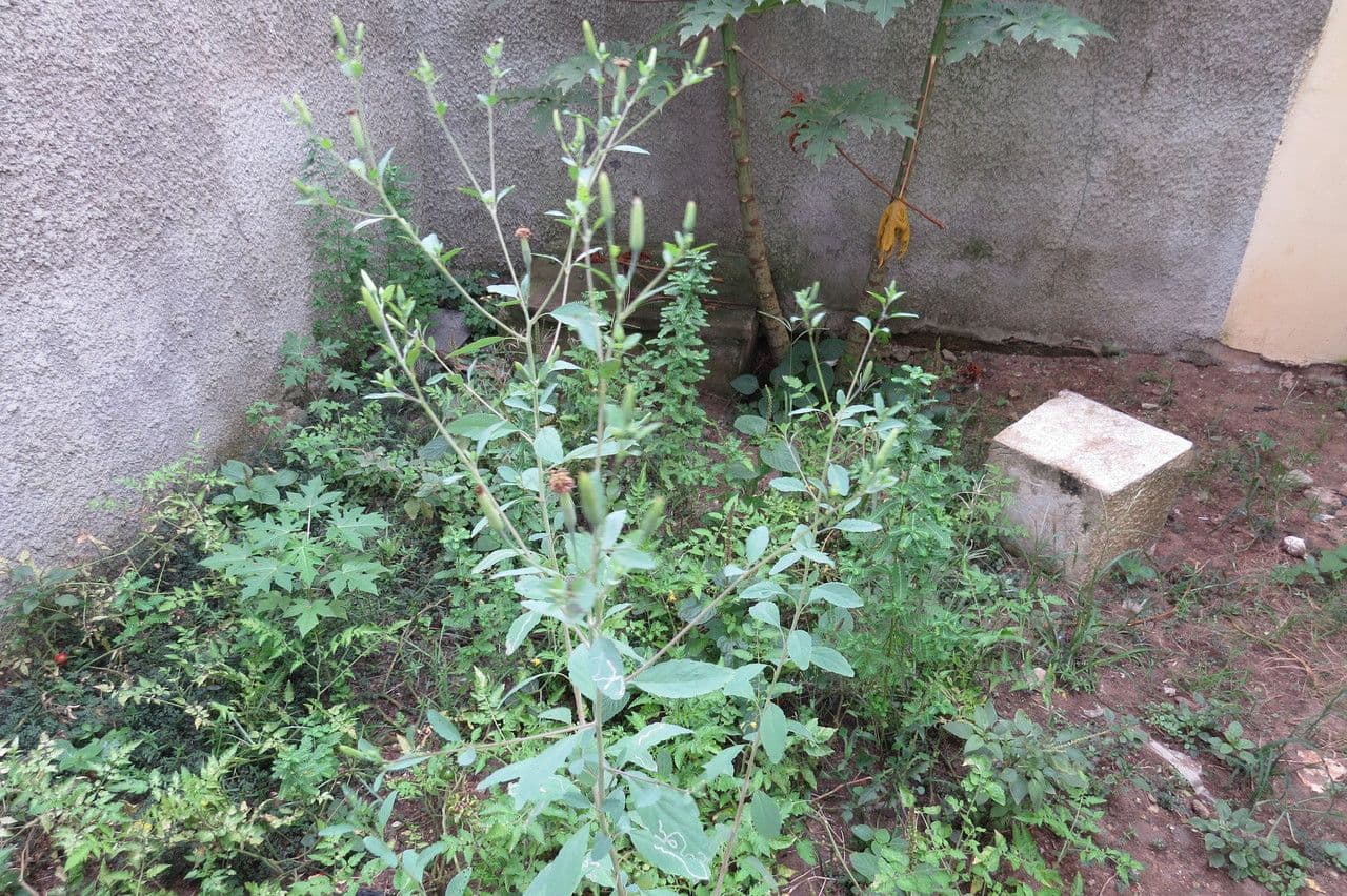 Cilantro de monte 12
