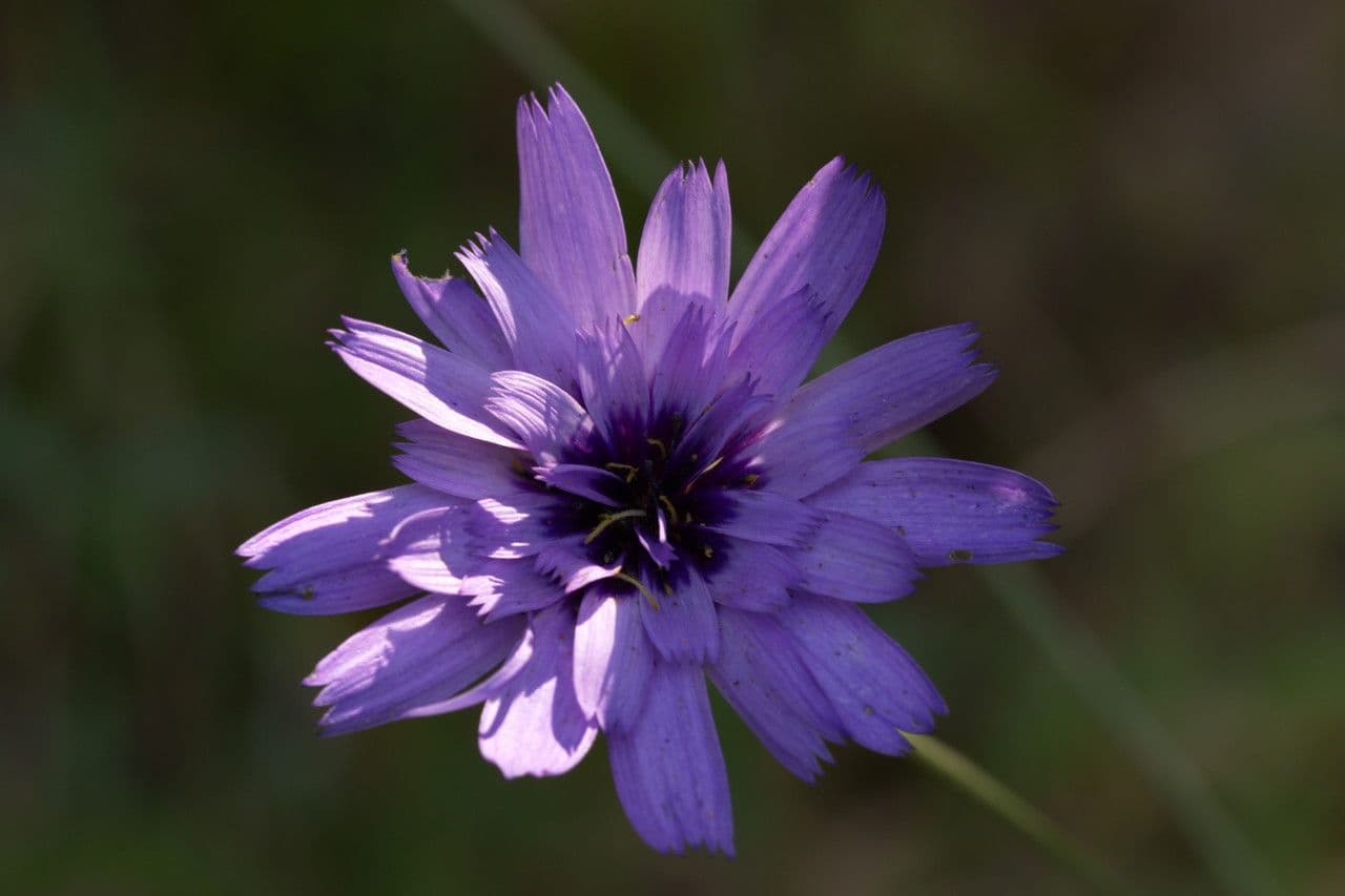 Cupidine azzurra 9