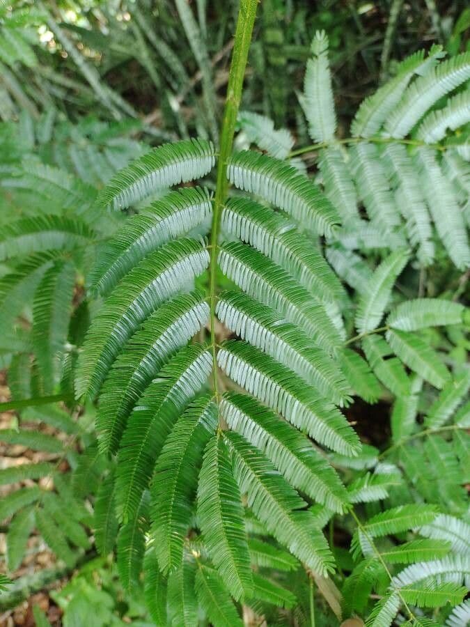 Piptadenia gonoacantha 5