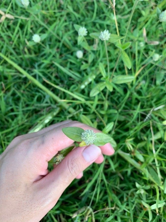Gomphrena 15