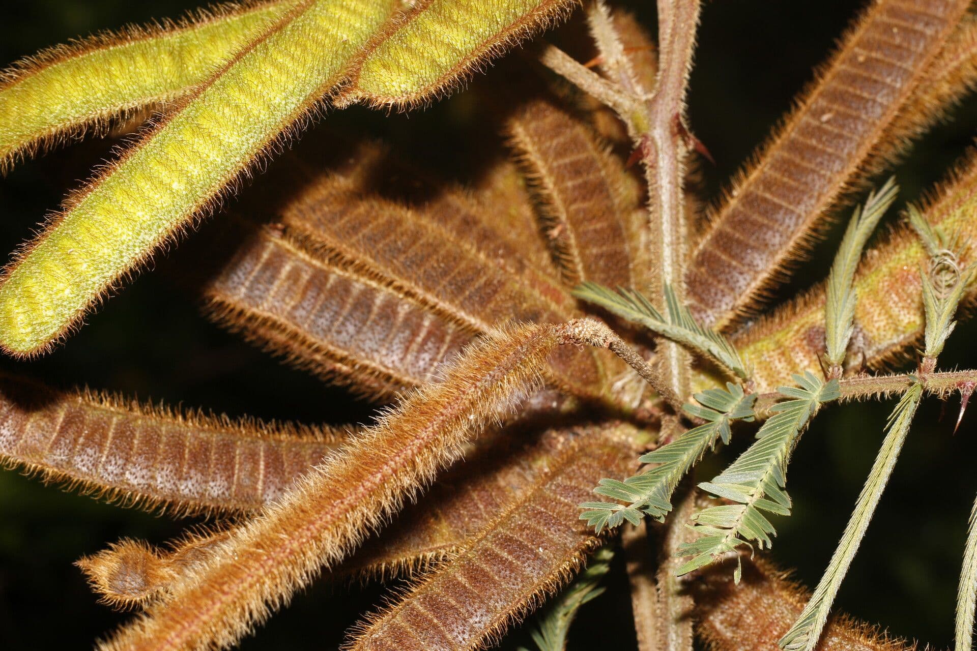 Mimosa