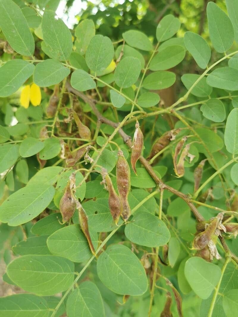 Robinia viscosa 2