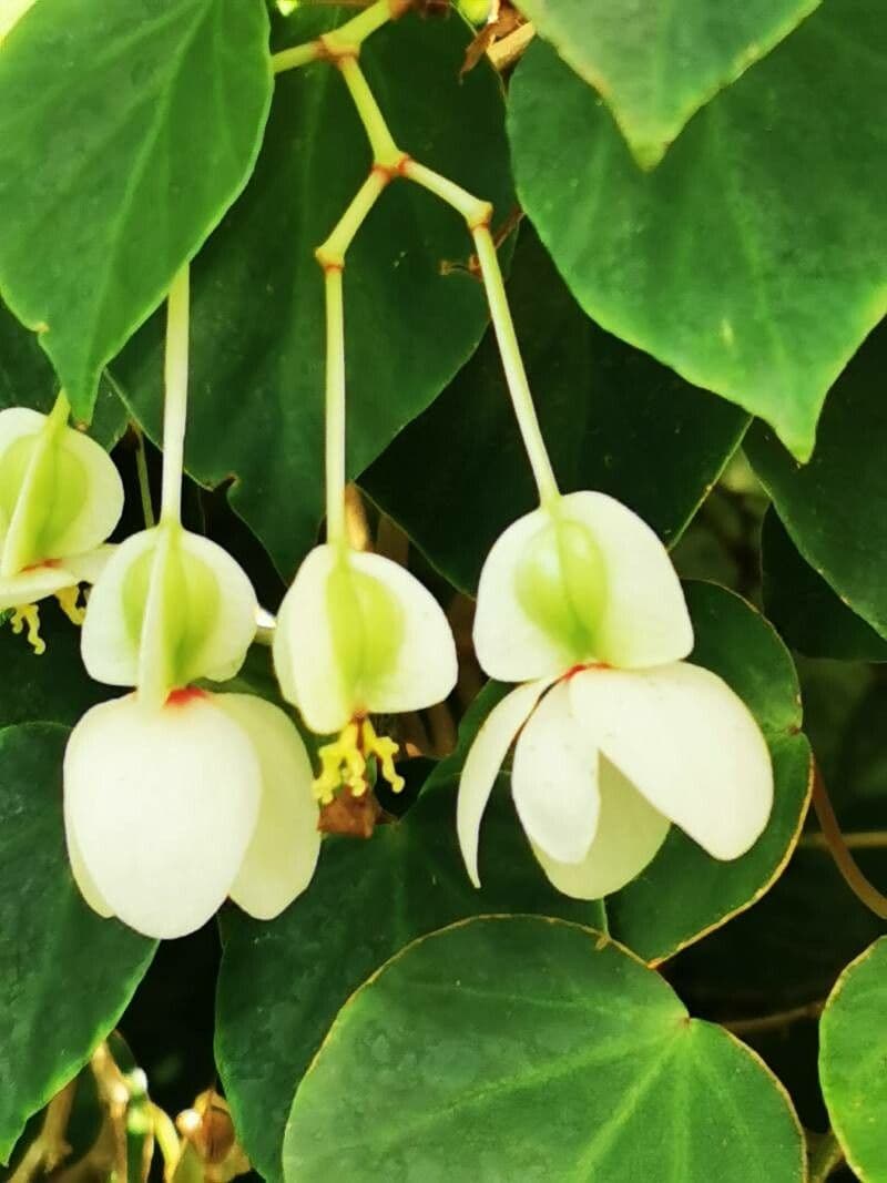 Begonia