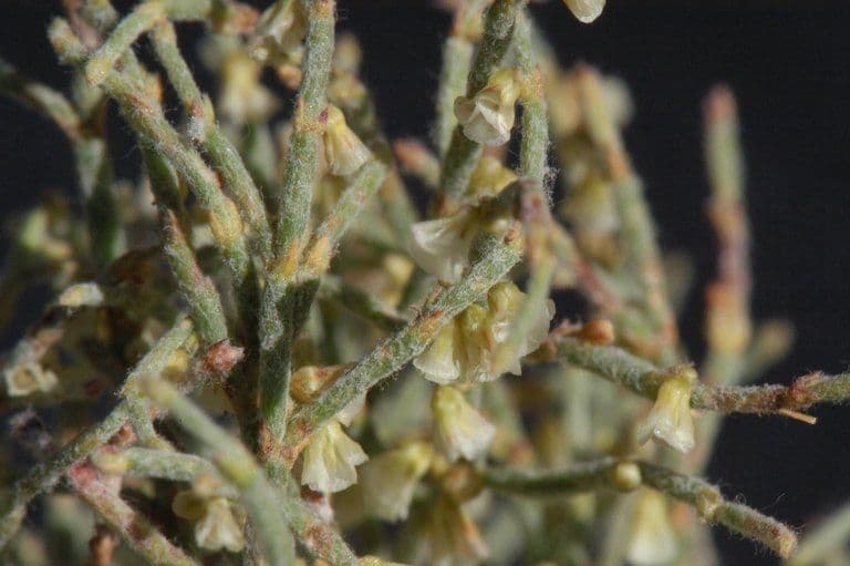 Eriogonum nidularium 5