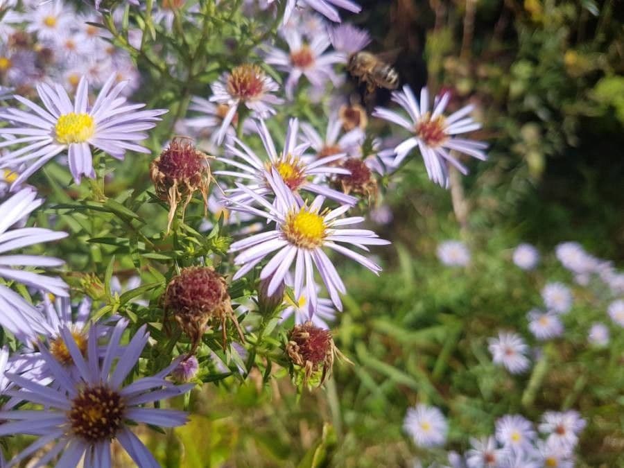 Aster solny 11